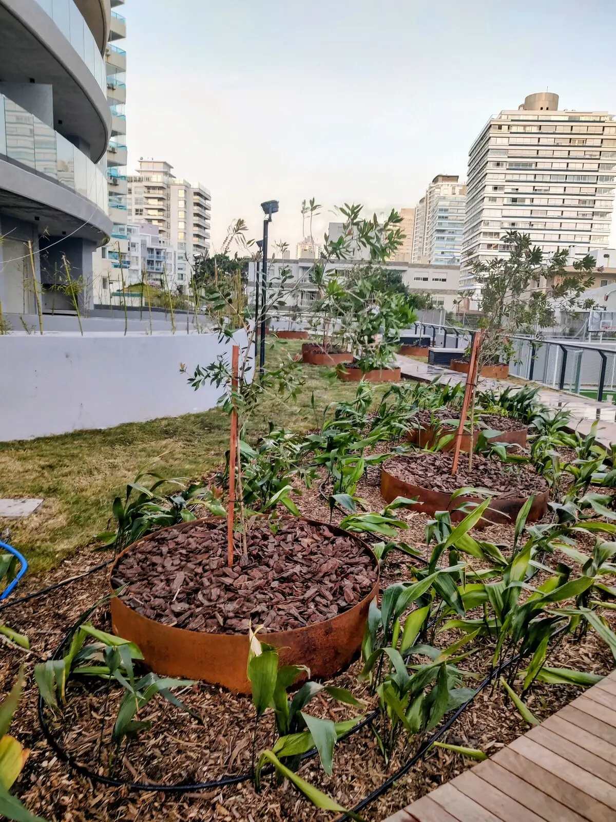 Paisajismo del edificio con canteros circulares en hierro oxidado, senderos de madera y vegetación joven.